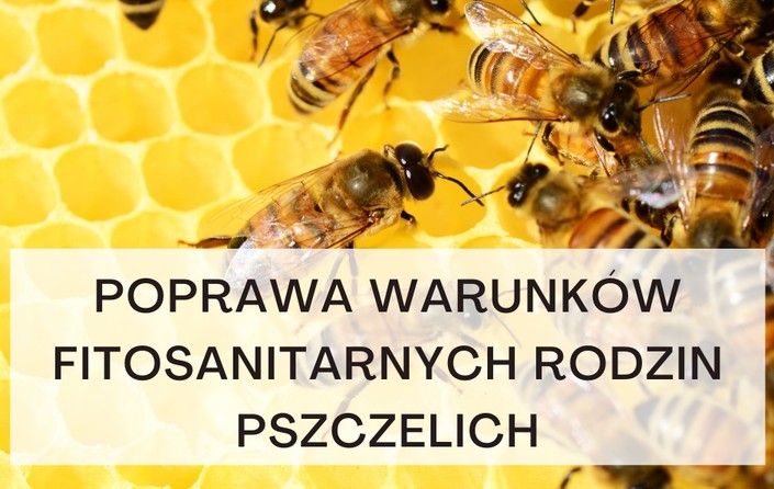 Program poprawy warunków fitosanitarnych rodzin pszczelich - zdjęcie