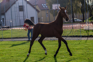 Brązowy źrebak na wybiegu (photo)