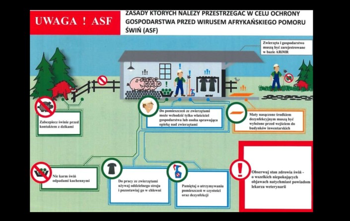 Afrykański pomór świń – zasady ochrony przed chorobą - zdjęcie